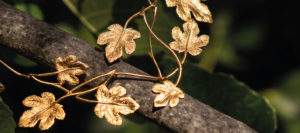 Zig Design - Syracuse